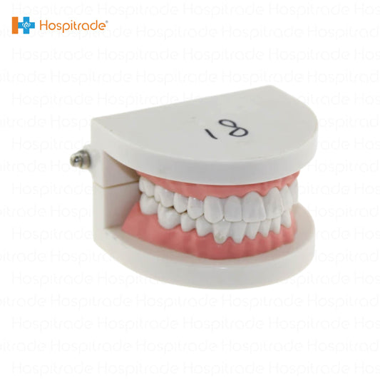Dental Teeth Model