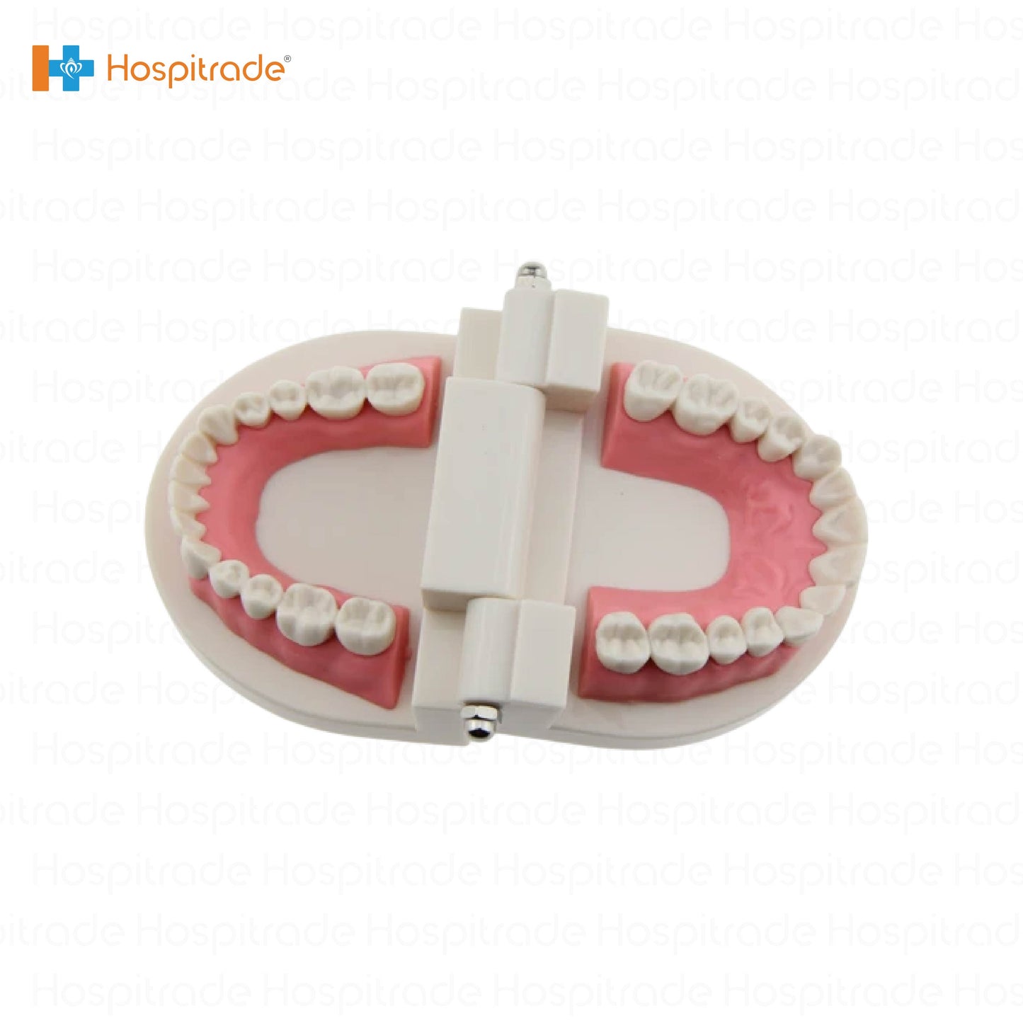 Dental Teeth Model