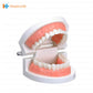 Dental Teeth Model 1/2 - box of 1 PCs