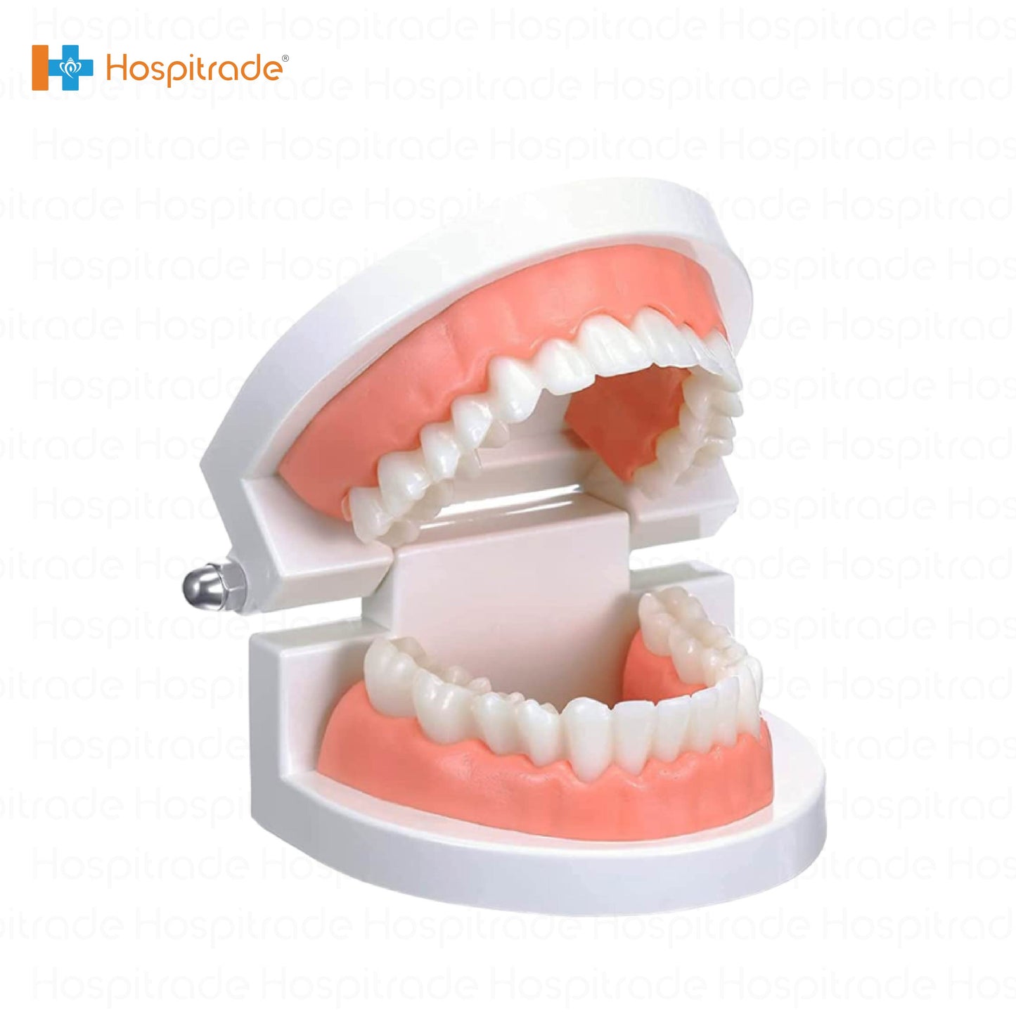 Dental Teeth Model 1/2 - box of 1 PCs