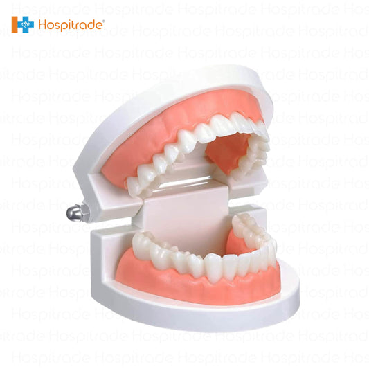 Dental Teeth Model 1/2 - box of 1 PCs