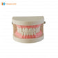 Dental Teeth Model 1/2 - box of 1 PCs