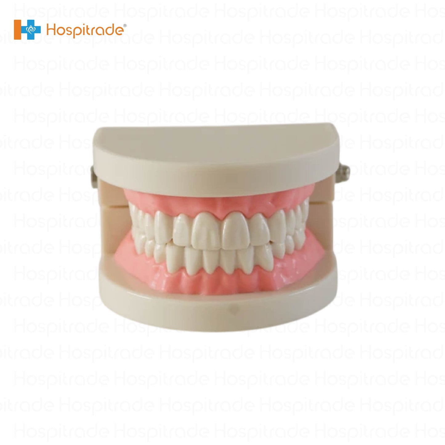 Dental Teeth Model 1/2 - box of 1 PCs